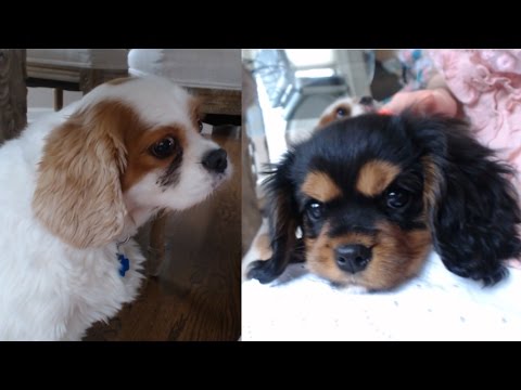CAVALIER KING CHARLES SPANIEL MEETS PUPPY! (with my friend Elle)