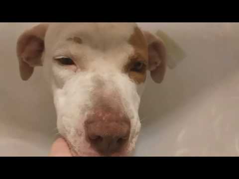 Checking this momma dog's incision ASMR