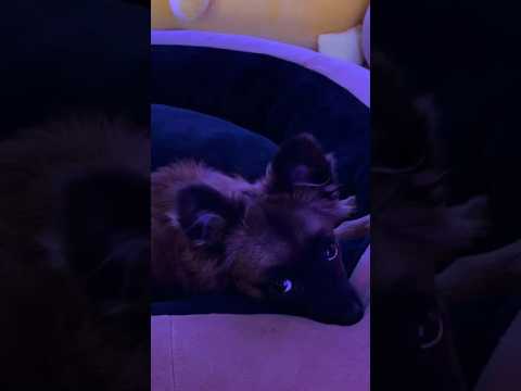 Puppy Fur Scratching 🐶💕 #puppy #relaxing #asmr #pomchi #tingles