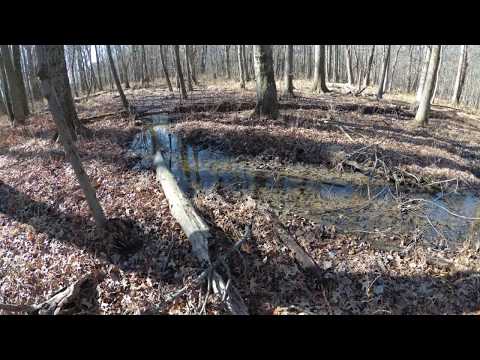 ASMR Hiking Crunching Leaves & Winter Woods (Full Video)