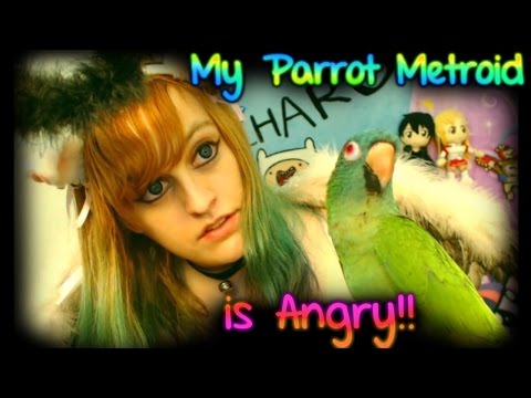 My Parrot Metroid IS ANGRY!!【Blue Crowned Conure】~ BabyZelda Gamer Girl