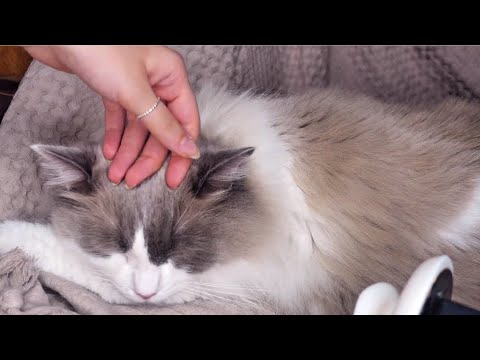 ASMR with my cats | massaging, purring, cuddling | edafoxx