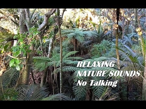 Beautiful New Zealand - Relaxing Sounds Of Nature | Totara Park