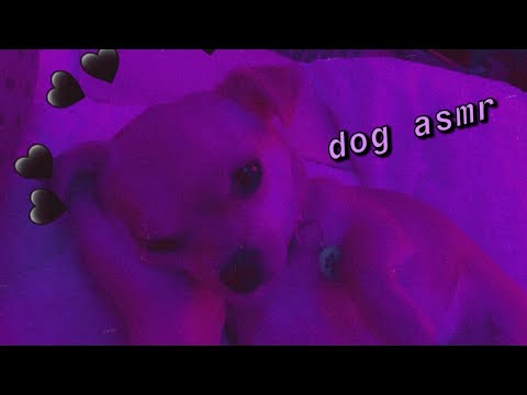 ASMR with my puppy 🥺 [baby chihuahua] (petting, whispering, extreme CUTENESS💞)