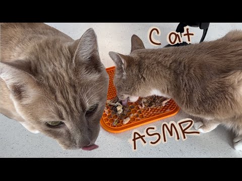 my cat does ASMR eating his lunch