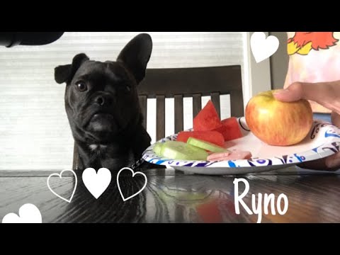 ASMR ~ my dog does ASMR part 2 ♡︎✨, trying different foods!!