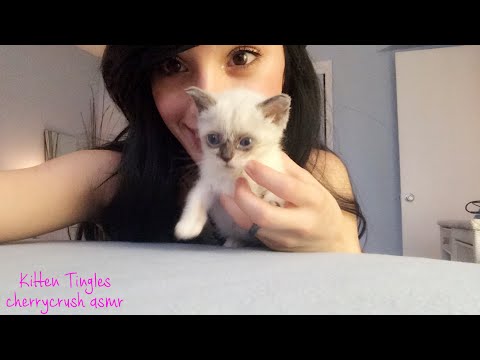 Kitten tingles | cherry crush ASMR