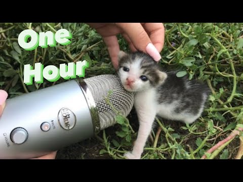 Cat ASMR in one HOUR | Long version