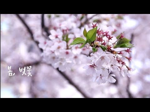 [음악과 함께 벚꽃산책]