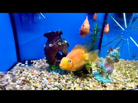 ASMR! Pet Store supplies! Tapping And Scratching! 🦮🐢🐱🐠￼