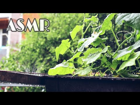 ASMR CZ /CZECH/ Šeptání za zvuku deště, whispering at the sound of rain.