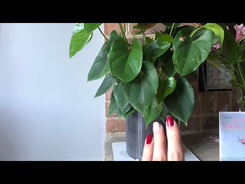 ASMR Tapping and Scratching on Plant Pot 🌷