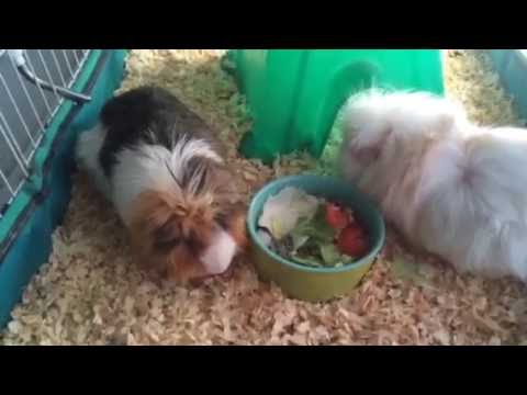 guinea pigs best buds eating veggies (Cavia porcellus AKA piggy Cuties)