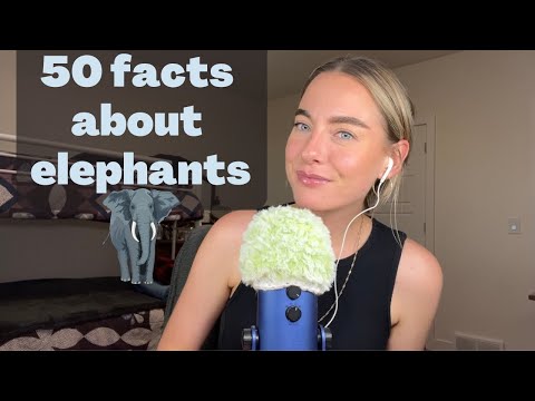 ASMR 🐘 50 facts about elephants (whispered)