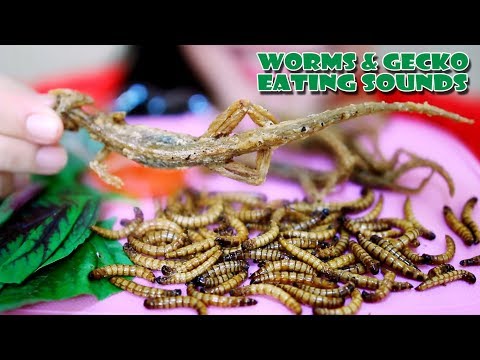 ASMR Deep fried Morio Worm and Gecko(SOUTHEAST ASIA EXOTIC FOOD),eating sound  | LINH-ASMR