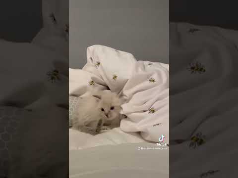 6 Week Old Ragdoll Kittens are so Playful!