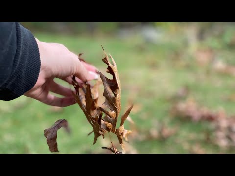 ASMR! Leave crunching And Stick Cracking! 🍂🍁