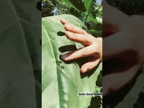 ASMR Outdoors - Sunflower Tapping