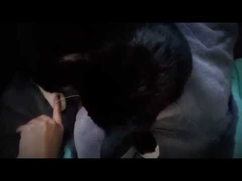 Petting My Soft Kitty ASMR Purring ^**^ Cuddling