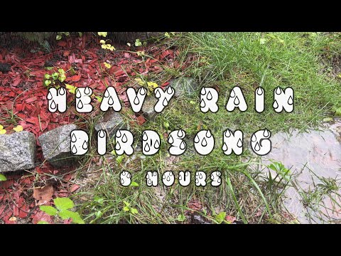 Ambient ASMR: Soothing Heavy Rain & Serene Birdsong Melody for Relaxation and Sleep