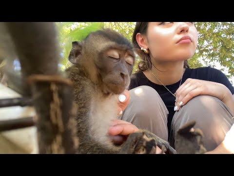 monkey asmr 🐒🐵🌸
