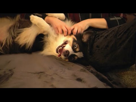 ASMR Doggie Cuddles [NO TALKING]
