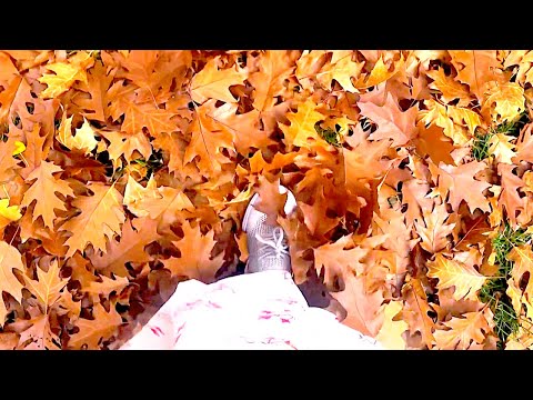 ASMR Fall leaves walking Sounds (Oak) Canada