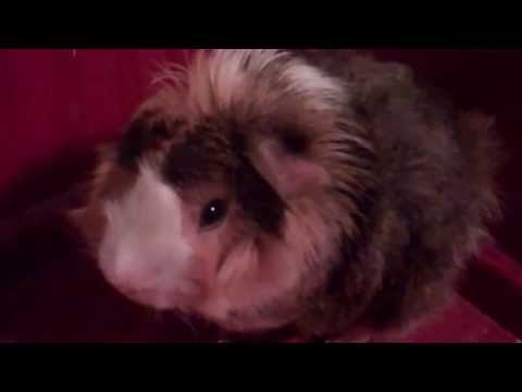 Guinea pig NOISES Because He Loves His Timothy Hay Food!