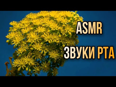 𝑨𝑪𝑴𝑷 / 𝑨𝑺𝑴𝑹 🤍 𝑴𝒐𝒖𝒕𝒉 𝑺𝒐𝒖𝒏𝒅𝒔 👅 АСМР Звуки Рта С Ушка На Ушко / АСМР Эхо 😴