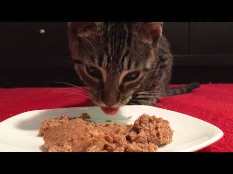 Cute Kitten Eating Dinner ASMR Sounds