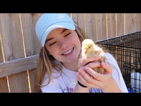 ASMR Meet The Chicks 🐥