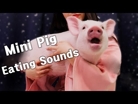 미니피그 핑돼  리얼사운드 먹방 ASMR 4탄(mini pig's eating sounds)[재미로보는 ASMR]꿀꿀선아,먹방,eating shows,pet,real sounds