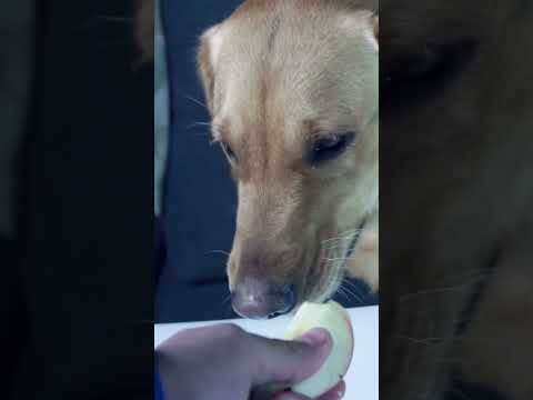 Oolee tries Apples #ASMR #tingling #tingles #asmrtriggers #asmreating #cute #dogs #puppy