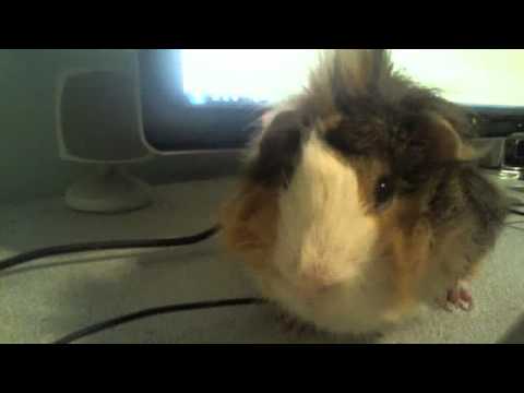 guinea pig time cutest piggy in the world