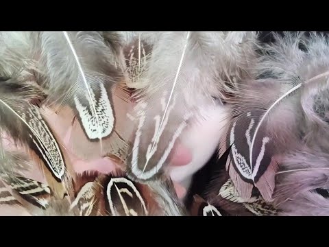 ASMR | Plucking Away Your Feathers (Whispered)
