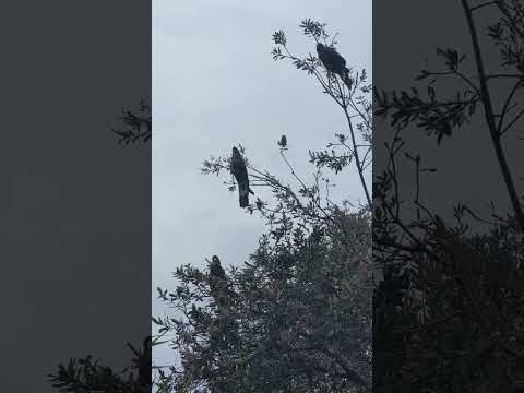 Beautiful black& yellow cockatoos back in the same tree!