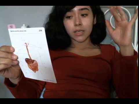 Studying Digestive Flashcards w/ YOU! RP