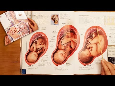 Relaxing Exploration of Reproduction and Pregnancy ASMR