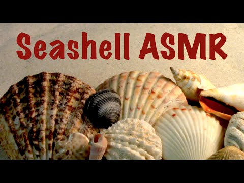 ASMR Sea Shells - Sleep Aid