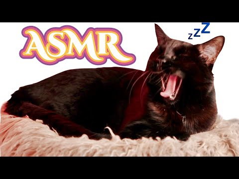 ASMR Gina Carla 🐱 In Case You Need a Cat for Sleep!