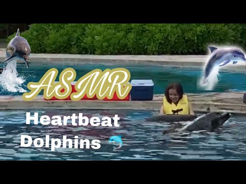ASMR | Heartbeat | Dolphin 🐬