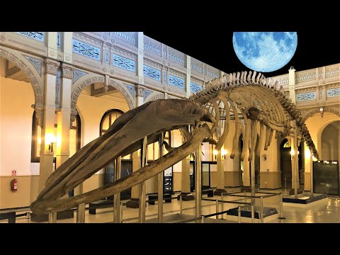 A Night at the Museum (Trailer) - ASMR #Shorts