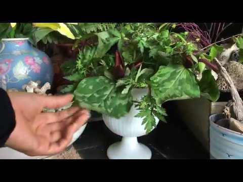 ASMR Nature Shop Inaudible and Unintelligible Whispering with Plant Sounds