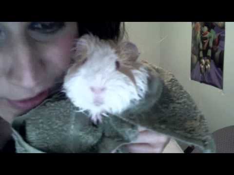 guinea pig clean and cute part 2 :)
