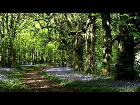 ASMR Positive Affirmations in the Forest **BINAURAL**