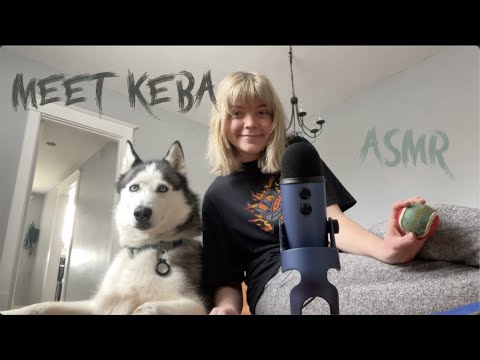 asmr meet Keba! 🐺 the dog content we all love and need