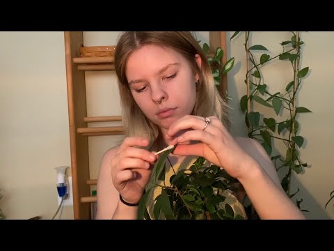 Plant ASMR 🌱 (water spritz, whisper, leaf cleaning, etc.)
