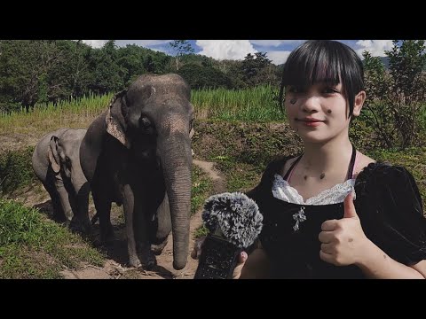 ASMR with Elephants 🐘 🇹🇭 Chiang Mai, Thailand.