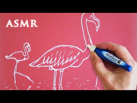 ASMR 1hr Wikipedia Ramble | Flamingos and Geography