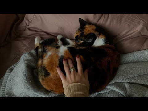 asmr | hypnotic hand movements e cat cuddle (no talking)